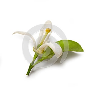 Orange Blossom, Isolated on White Background â€“ Fragrant Citrus Flower with Yellow Pistil and Green Leaf