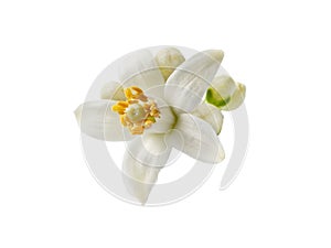 Orange blossom or neroli white flower and buds isolated on white