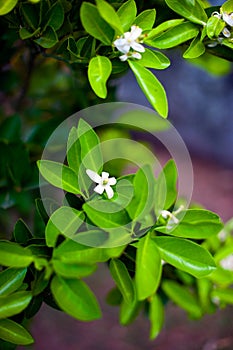 Orange blossom over nature leaf background, beautiful flowers of