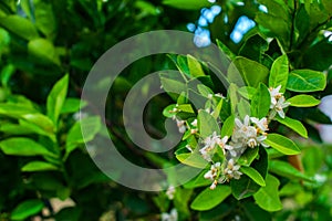 Orange blossom over nature leaf background, flowers of fleur d`o