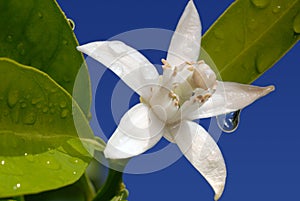 Orange Blossom Special on Blue