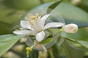 Orange blossom in spring, azahar flower