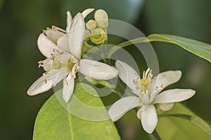 Orange blossom in spring, azahar flower