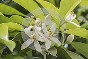 Orange blossom in spring, azahar flower