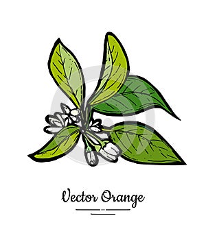 Orange blossom vector isolated. Orange tree branch, white flowers, buds, green leaves. Flowers isolated white background