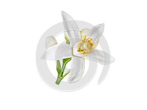 Orange blossom white flower and buds isolated on white