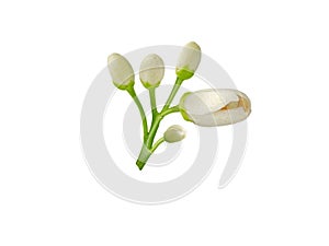 Orange blossom white flower and buds isolated on white