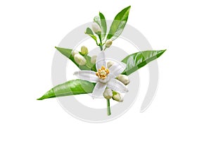 Orange blossom white flowers isolated on white