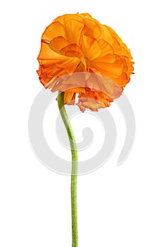 Orange blossomed buttercup a long leg