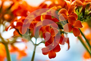 Orange blossoming houseplant kalanchoe blossfeldiana