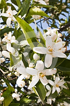 Orange Blossoms