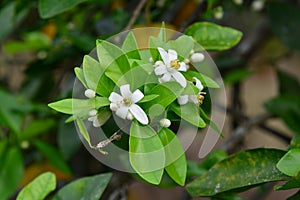 Orange Blossoms 2