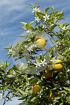 Orange Blossoms 2