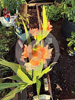 Orange blossoms gladius