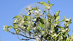 Orange blossoms moved by the wind