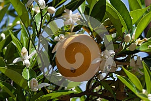 Orange and blossoms