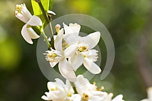 Orange blossoms