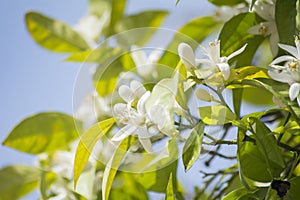 Orange blossoms in spring, azahar photo