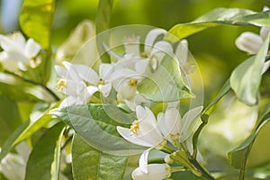 Orange blossoms in spring, azahar