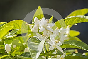 Orange blossoms in spring, azahar