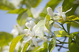 Orange blossoms in spring, azahar