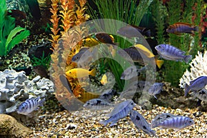 Orange and blue aquarium fish cichlids on background of green and orange algae in aquarium