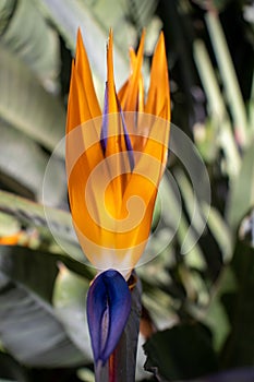 orange and blue Bird of paradise flower (Strelitzia species)