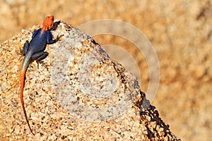 Orange and blue colored lizard, Namibian rock agama, Agama planiceps, male posing on yellow granite rock in typical desert