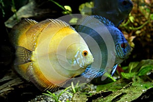 Orange and Blue Discus Fish