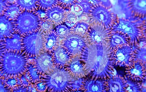 Orange and Blue Zoanthid Coral Colony Underwater