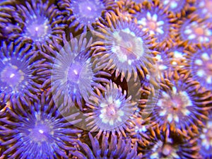 Orange and blue zoanthid coral polyps