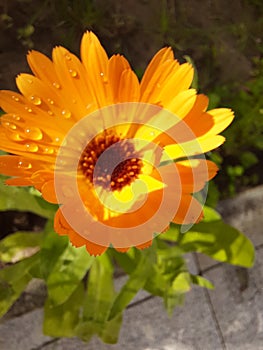 Orange Blume mit Regentropfen