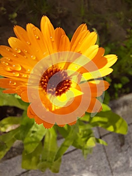 Orange Blume mit Regentropfen photo