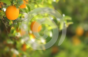 An orange with a blurred background.