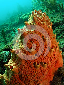 Orange Boring Sponge