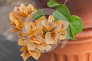 Orange Bougainvillea