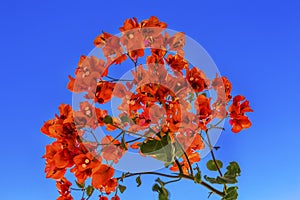 Orange Bougainvillea Blue Sky Bethany Beyond Jordan
