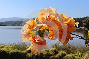 Orange bougainvillea