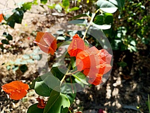 Orange Bougaville Flower