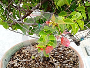 Orange Bougaville Flower