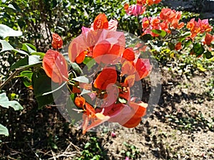 Orange Bougaville Flower