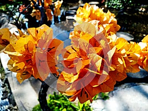 Orange Bougaville Flower