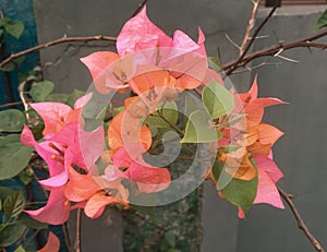 Orange bougenville flowers in parks in Indonesia