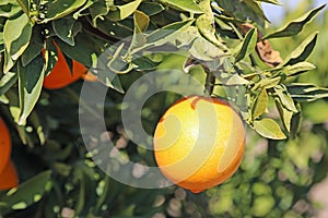 Orange on the branch