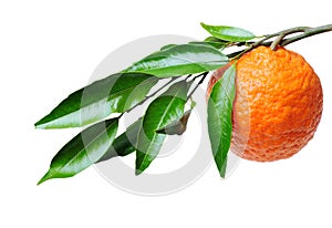 Orange Branch