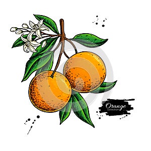 Orange branch vector drawing. Summer fruit color illustration. Isolated hand drawn whole orange