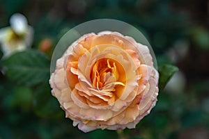 Orange/brandy hybrid tea garden rose photographed in Huntington Library botanical garden