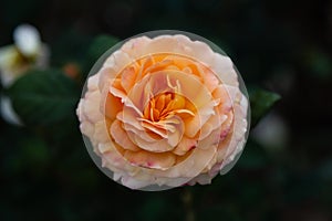 Orange/brandy hybrid tea garden rose photographed in Huntington Library botanical garden