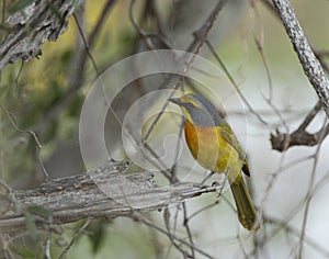 Orange breasted bush shrike