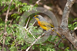 Orange-breasted Bush-shrike